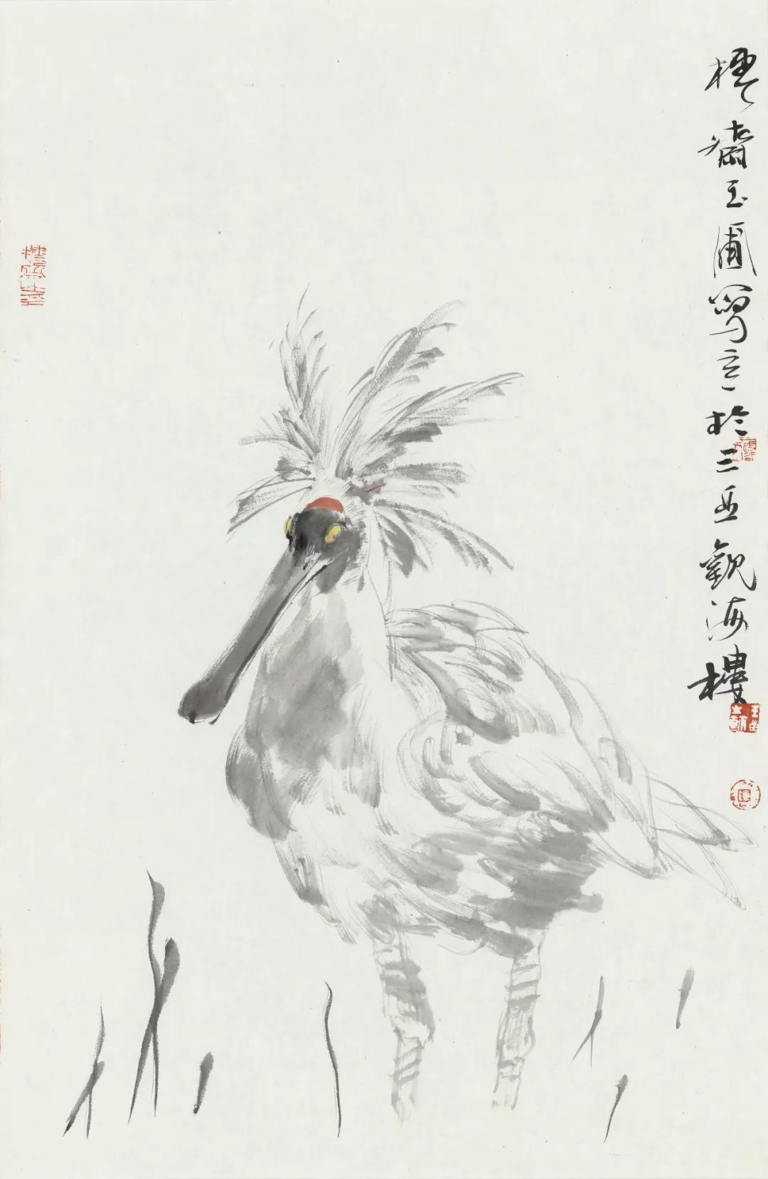 水禽.jpg